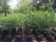 Euonymus americanus: Strawberry Bush