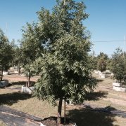 Pistacia chinensis: Chinese Pistache