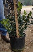 Ilex 'nellie r. stevens': Nellie Stevens Holly