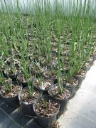 Equisetum hyemale: Scouring Rush, Horsetail