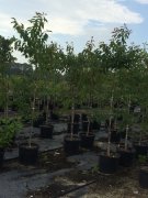 Diospyros virginiana: American Persimmon