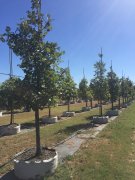 Quercus macrocarpa: Bur Oak