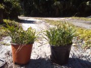 Liriope muscari 'big blue': Big Blue Lilyturf