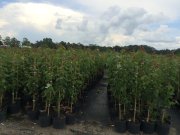 Acer rubrum: Red Maple