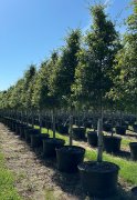 Quercus virginiana: Live oak