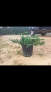 Juniperus horizontalis 'wiltonii': Blue Rug Juniper