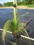 Eragrostis curvula: Lovegrass, Weeping love grass