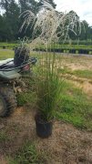 Miscanthus sinensis 'adagio': Adagio Dwarf Maiden Grass