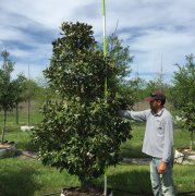 Magnolia grandiflora 'little gem': Dwarf Southern Magnolia