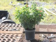 Tecoma capensis: Cape Honeysuckle