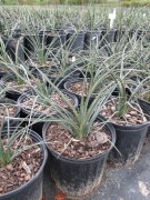 Hesperaloe parviflora: Red Yucca