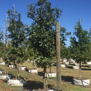 Quercus macrocarpa: Bur Oak