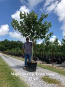 Acer rubrum 'drummondii': Swamp Red Maple