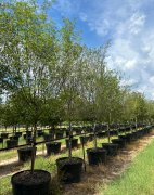 Ulmus parvifolia: Chinese Elm, Lacebark Elm