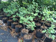 Dirca palustris: leatherwood, moosewood, ropebark