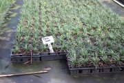 Ophiopogon japonicus 'nanus': Dwarf Mondo Grass