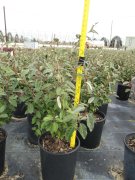 Elaeagnus ebbingei: Silverberry