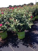 Rosa knockout 'radrazz': Single Red Knockout