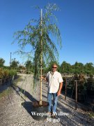Salix babylonica: Weeping Willow