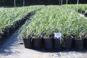 Liriope muscari 'royal purple': Royal Purple Lilyturf