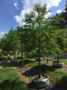 Taxodium distichum: Bald Cypress