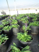 Salvia nemorosa 'may night': Salvia mainacht