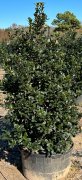 Ilex 'nellie r. stevens': Nellie Stevens Holly