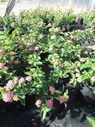 Lantana camara: Lantana