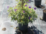 Tibouchina urvilleana 'tb01': Olivia