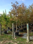 Taxodium distichum: Bald Cypress