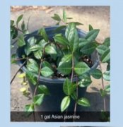 Trachelospermum asiaticum: Asian Jasmine