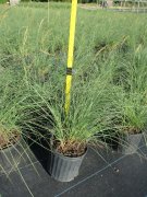 Miscanthus sinensis 'adagio': Adagio Dwarf Maiden Grass