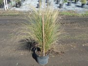Pennisetum caudatum: White Flowering Fountain Grass
