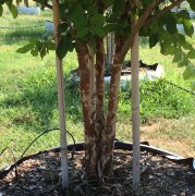 Lagerstroemia indica fauriei 'natchez': Natchez Crapemyrtle