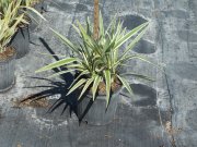 Dianella tasmanica 'variegata':  Variegated Flax Lily