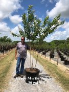 Lagerstroemia indica fauriei 'natchez': Natchez Crapemyrtle