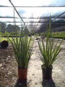 Dietes iridioides: African Iris, Butterfly Iris