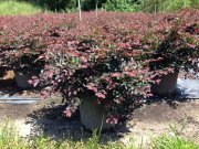 Loropetalum chinense rubrum 'plum'