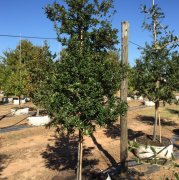 Quercus virginiana: Live oak