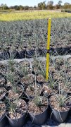 Hesperaloe parviflora: Red Yucca