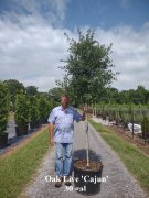 Quercus virginiana 'cajun'