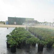 Rhaphiolepis indica 'snow white': Snow White Indian Hawthorne