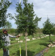 Ilex attenuata 'east palatka': Holly