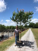 Lagerstroemia indica fauriei 'muskogee': Muskogee Crapemyrtle