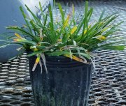 Liriope gigantea: Giant lilyturf