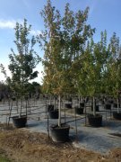 Pyrus calleryana 'glen's form': Chanticleer Flowering Pear