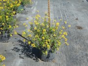 Galphimia gracilis: Thryallis, Spray-of-Gold