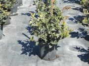 Viburnum suspensum: sandankwa viburnum