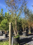 Betula nigra: River Birch