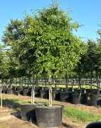 Ulmus crassifolia: Cedar Elm